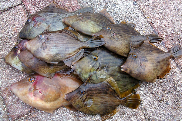 堤防際で釣ったカワハギ多数