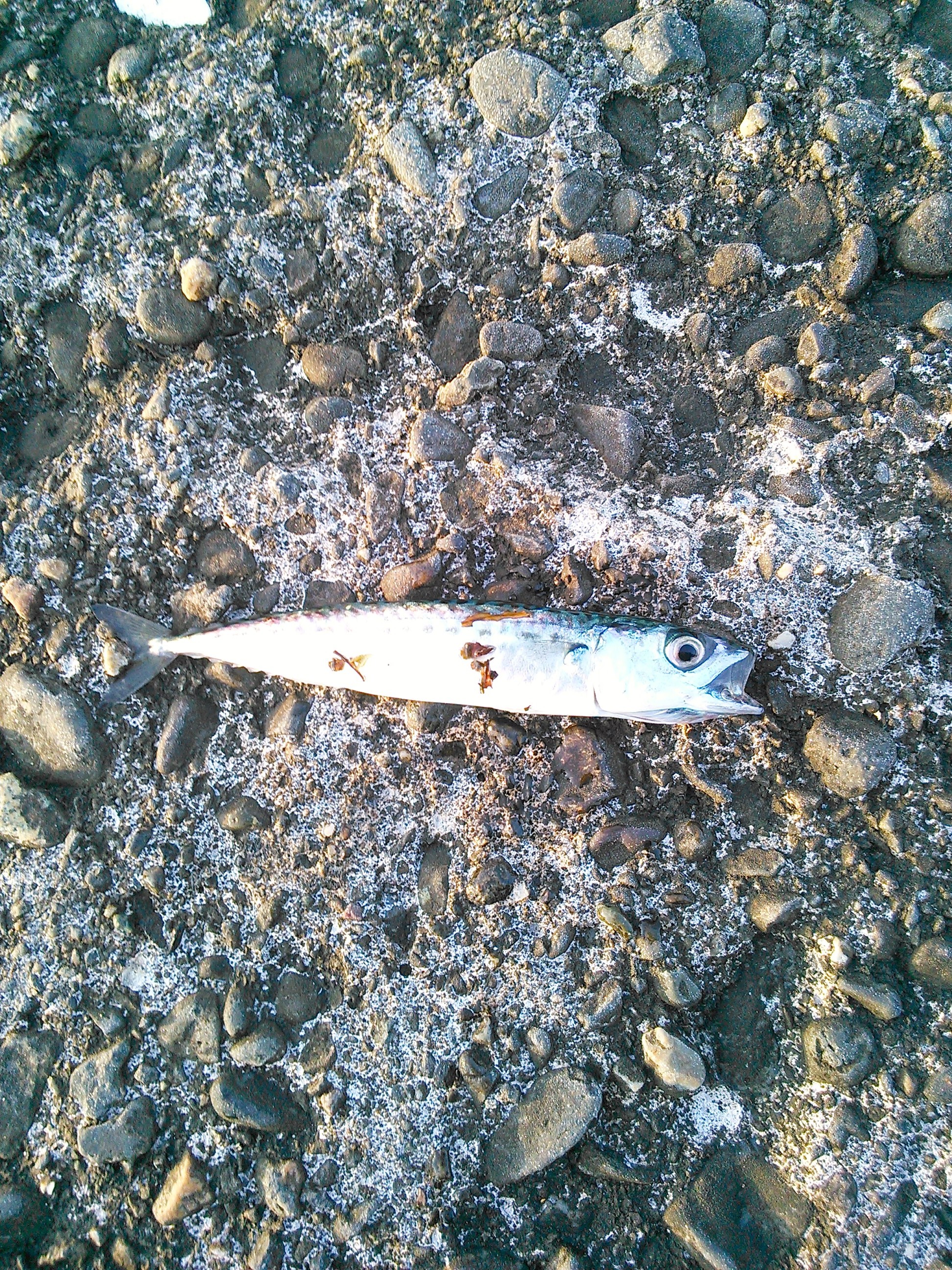 東伊豆・稲取の藤山の堤防で釣った小さいサバ