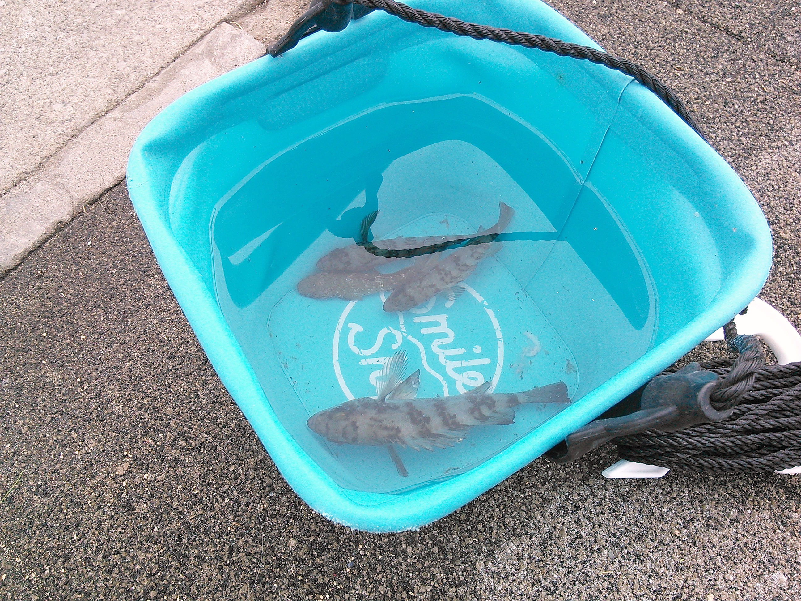 杉田臨海緑地で釣ったメバルはバケツの中で身動きすらせず