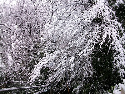 木々の雪化粧