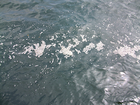 杉田臨海緑地の海面に立つ汚らしい泡