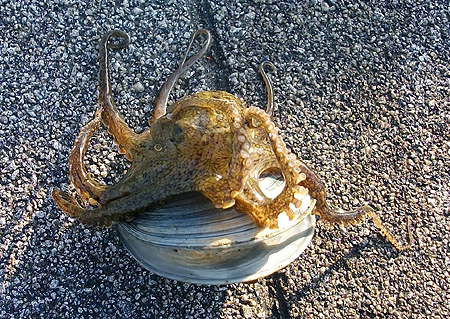 杉田臨海緑地で釣れたイイダコは二枚貝に入っていてビックリ