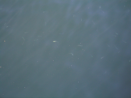 杉田臨海緑地の表層小魚が群れている