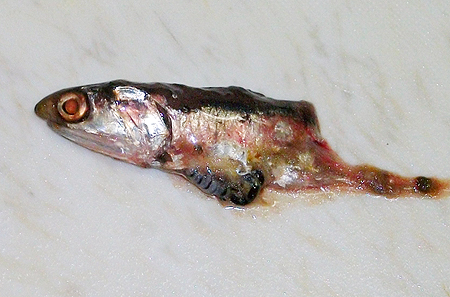 東京湾で釣ったスズキ セイゴ の刺し身 Maioka Fc 管理人ブログ