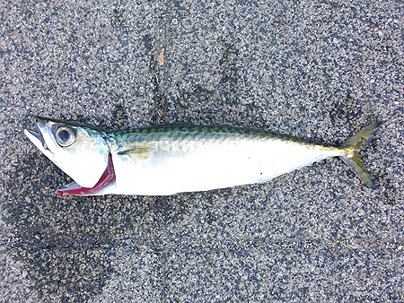 杉田臨海緑地で釣った20cm程度のマサバ
