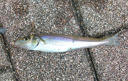 横須賀・アイクルの護岸で釣ったシロギス