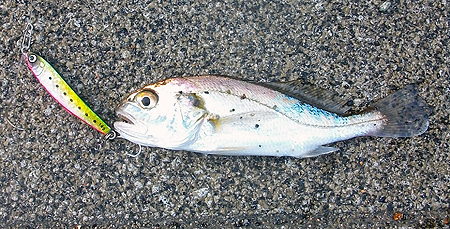 杉田臨海緑地にてショアジギングで釣ったイシモチ（シログチ）