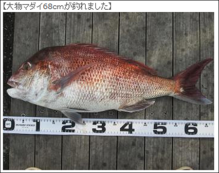 横須賀の海辺つり公園で釣り上がった68cmのマダイ
