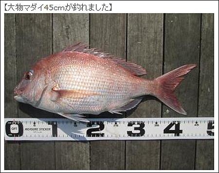 横須賀の海辺つり公園で釣り上がった45cmのマダイ
