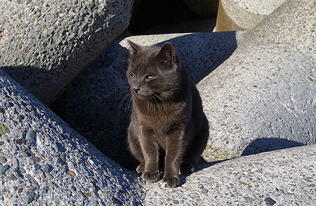 西湘・大磯海岸の猫