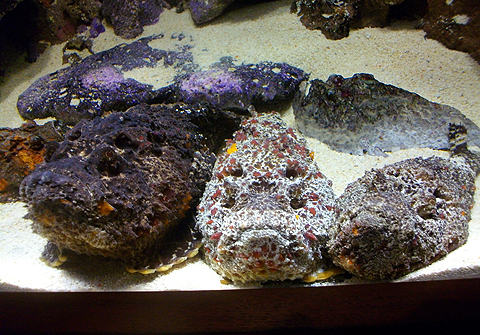 ヨコハマおもしろ水族館で展示されているオニダルマオコゼ