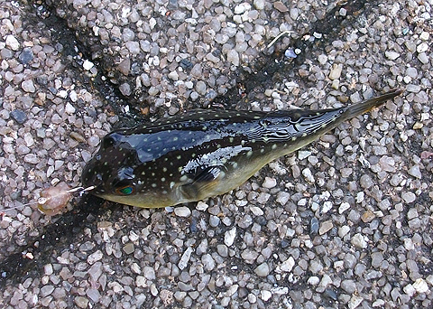 アイクル横護岸で釣ったミニマムのクサフグ