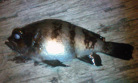 アイクルで釣った18cmのメバル