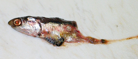 セイゴの胃から出てきたカタクチイワシの残骸